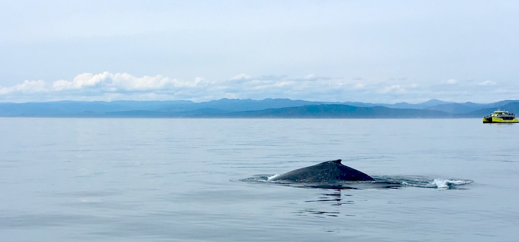 One of the four humpback whales we encountered!